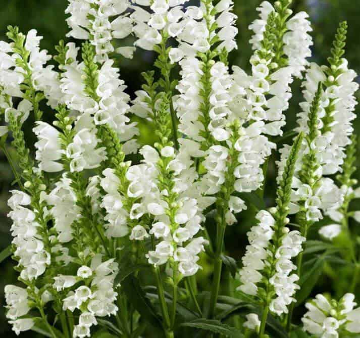 Obedient plant white flowers