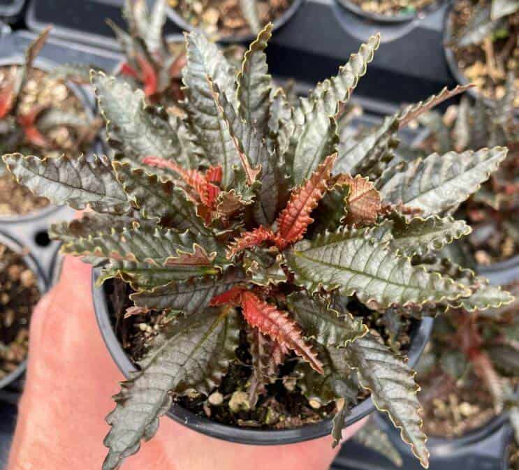 Pilea Dark Mystery plant