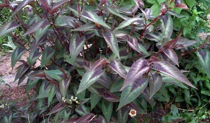 Red dragon fleeceflower perennial