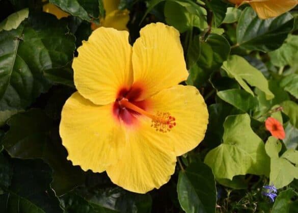 Tropical And Exotic: Sunny Wind Hibiscus Plant - a Friendly Gardener