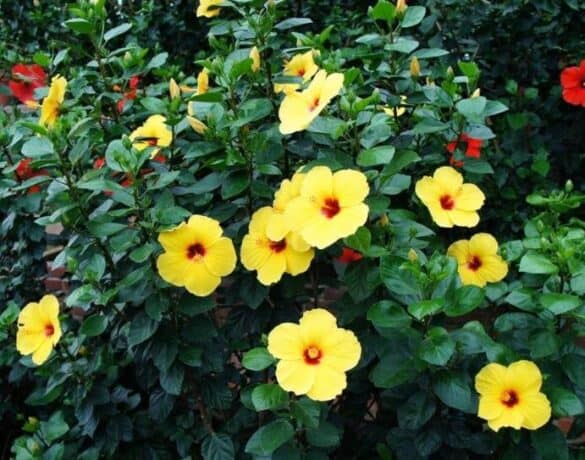 Tropical And Exotic: Sunny Wind Hibiscus Plant - a Friendly Gardener