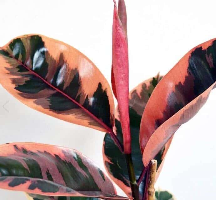 Variegated rubber plant