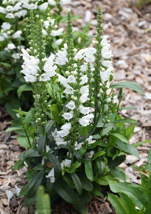 White obedient plant care