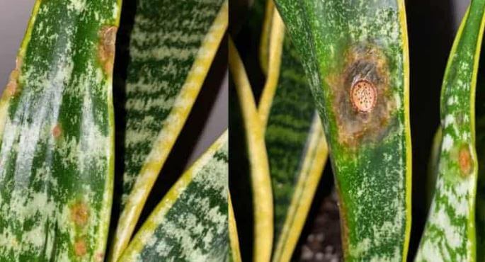 Brown holes in snake plants