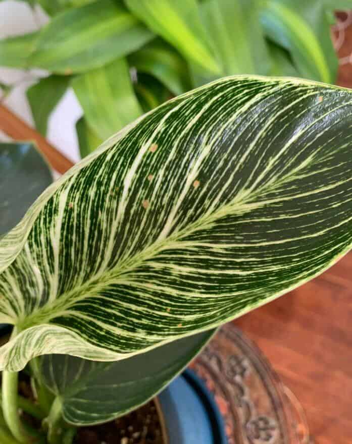Brown spots on philodendron birkin leaves