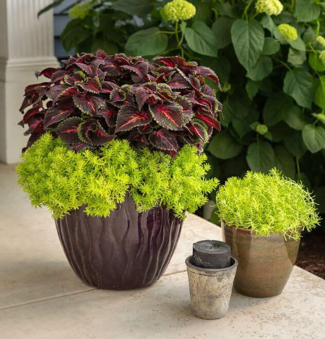 Colorblaze plant in pot