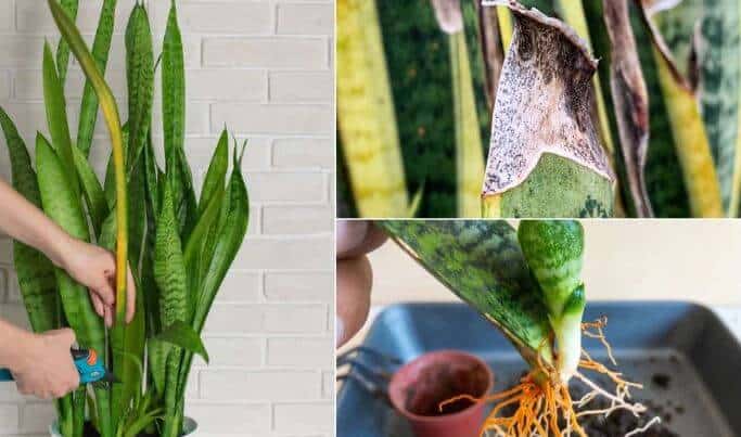 Common snake plant problems