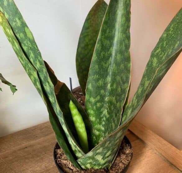 Hardy Indoor Plant: Sansevieria Danish Crown - a Friendly Gardener