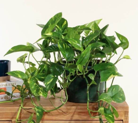 The 7 Best Plants for Basement Windows - a Friendly Gardener