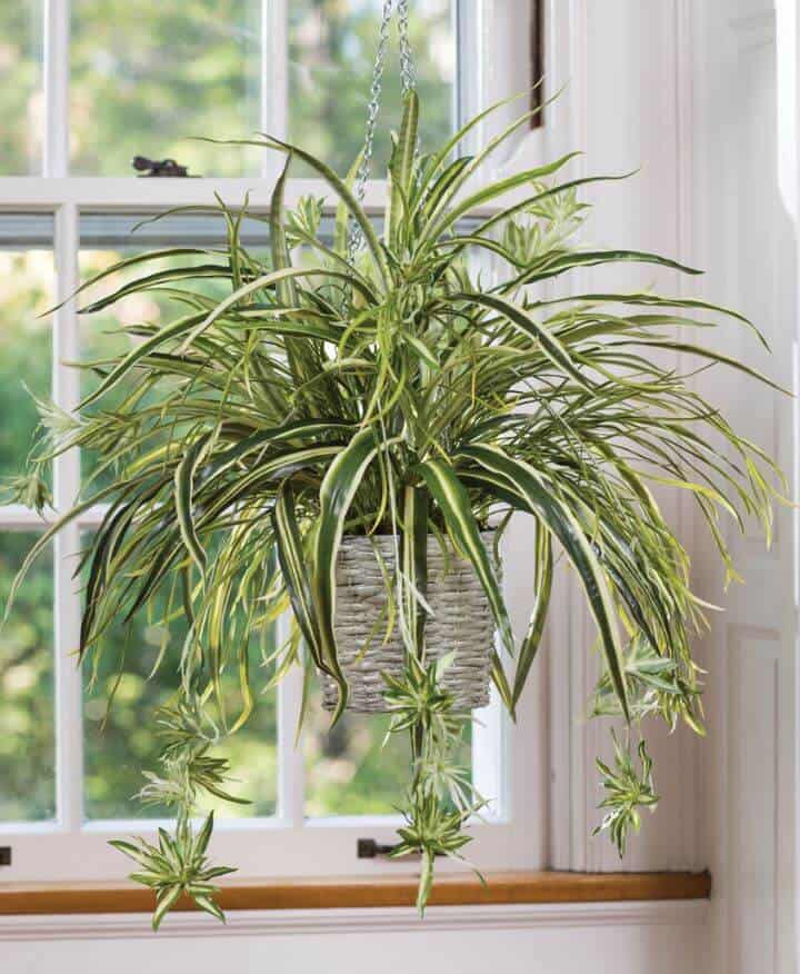 Hanging spider plant