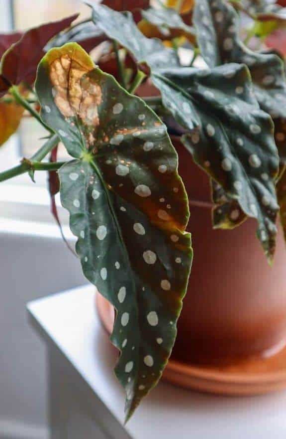 Polka dot plant brown leaves