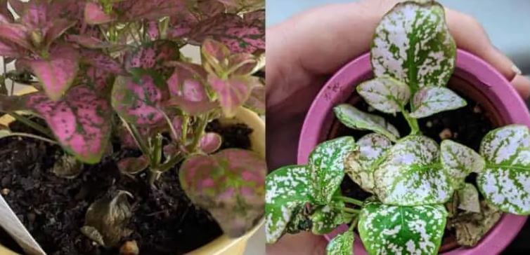Polka dot plant problems