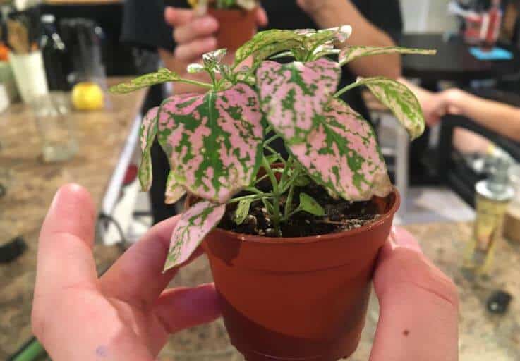 Polka dot plant wilting