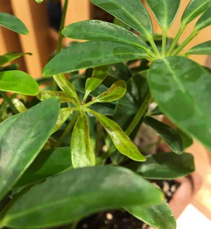 Schefflera leaves turning black