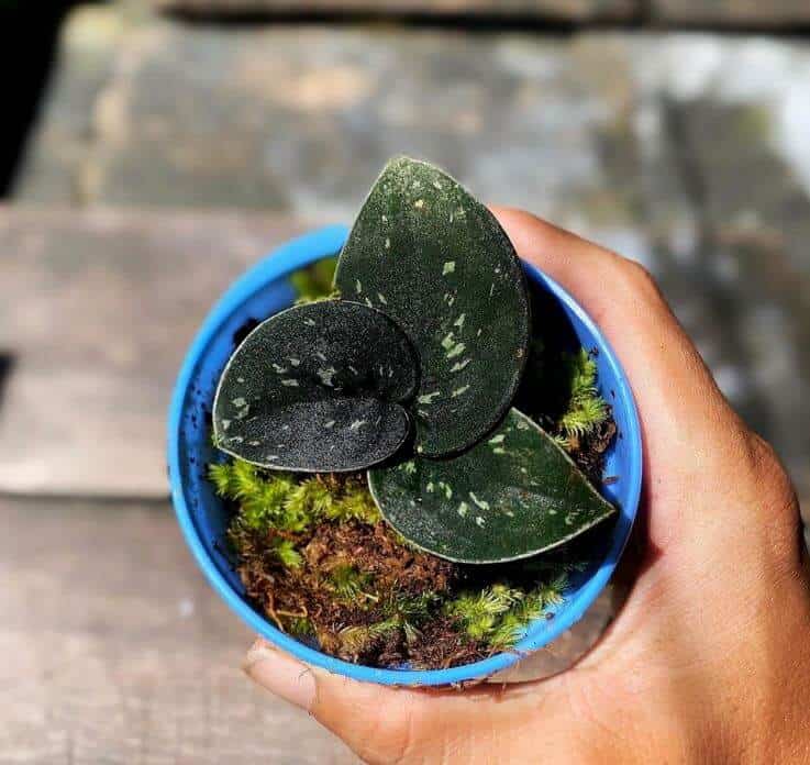 Scindapsus Argyraeus Dark form in pot
