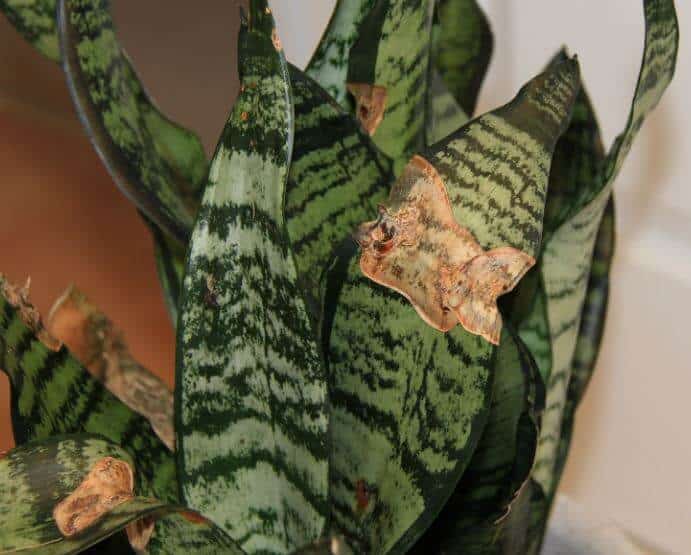 Snake plant leaves dried up