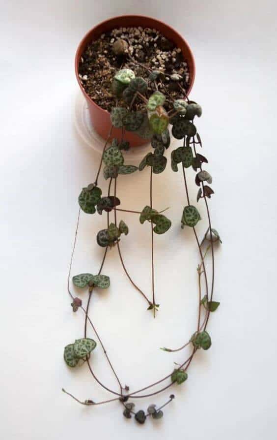 String of hearts plant care