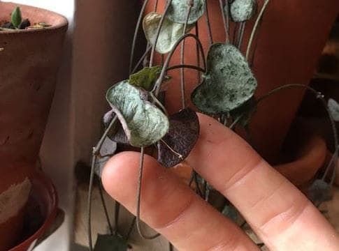 String of hearts plant problems