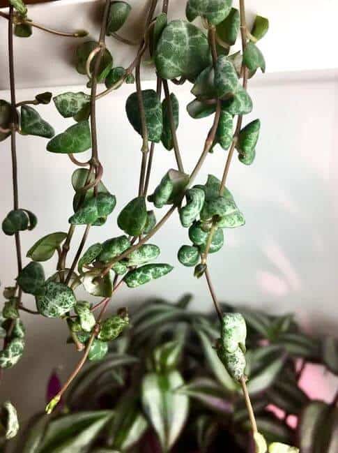 String of hearts problem