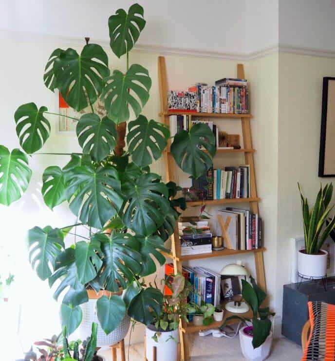 Train your monstera around a support