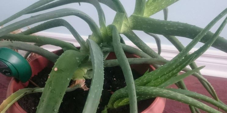 Aloe vera plant drooping