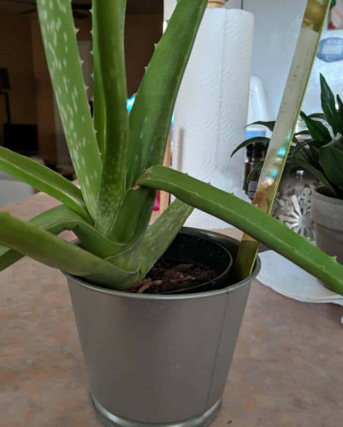 Aloe vera plant problems