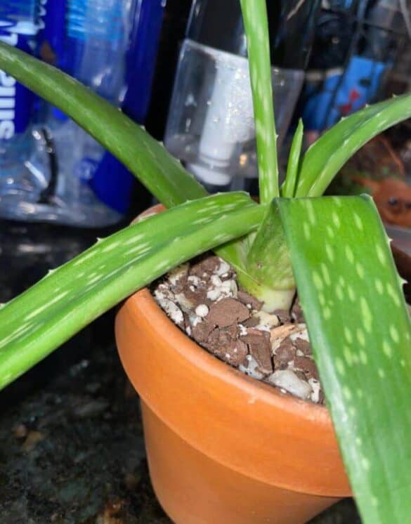 Aloe Vera Plant Leaves Bending: Is There a Problem? - a Friendly Gardener