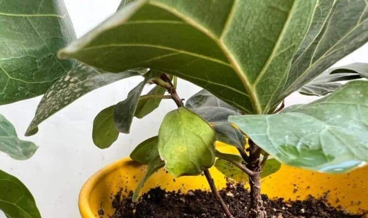 Bent fiddle leaf fig leaves
