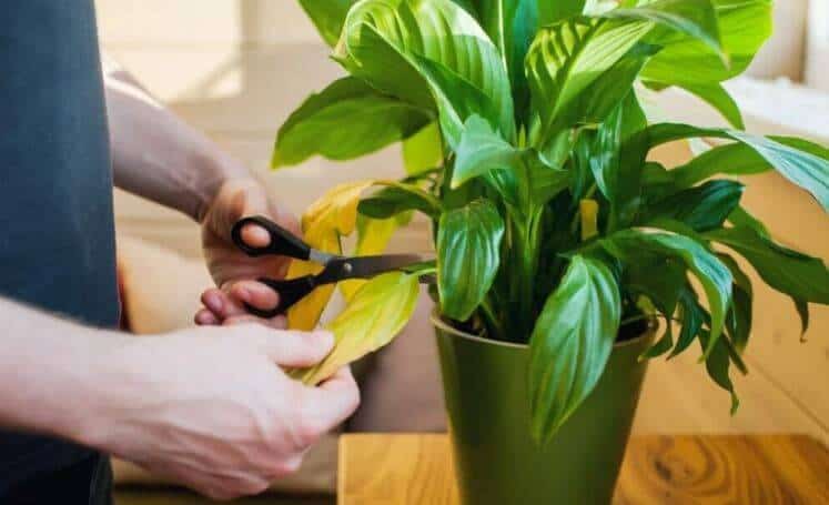 Cutting peace lily leaves