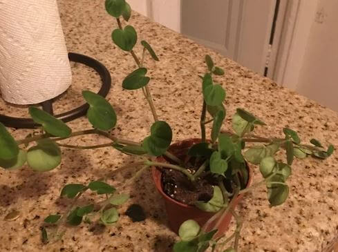 Drooping peperomia plant