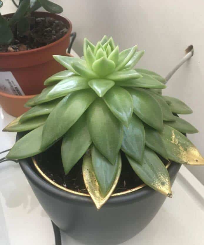 Echeveria leaves pointing down