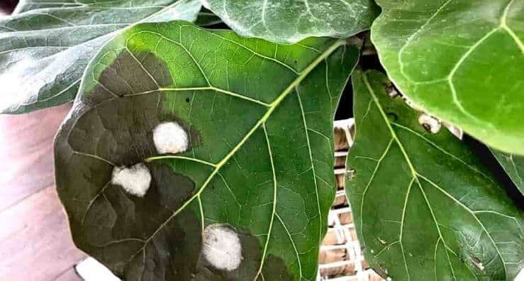 Fiddle leaf fig leaves curling