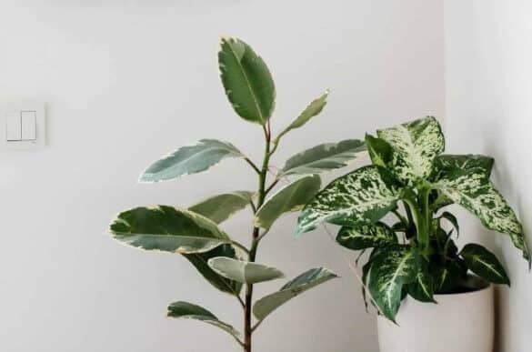 Rubber Plant Is Growing Sideways: Here's How To Fix It - a Friendly ...