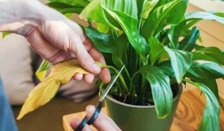 How to prune a peace lily plant