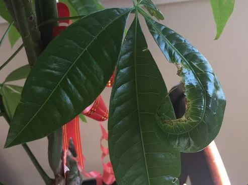 Money tree leaves starting to curl