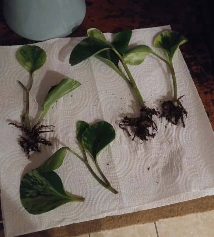 Peperomia plant getting root rot