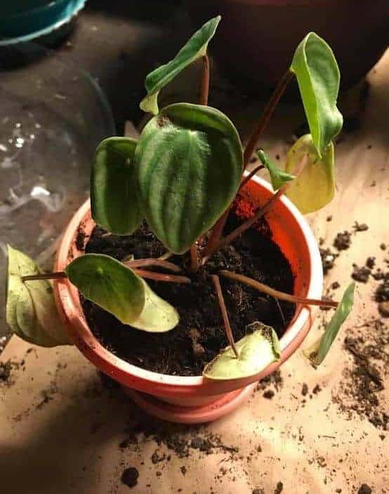 Peperomia plant problem