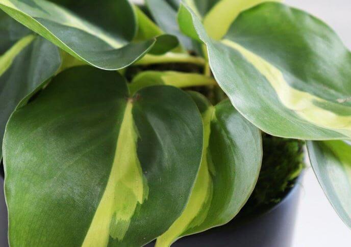 Philodendron leaves curling