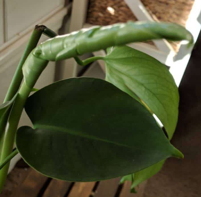 Philodendron leaves problem