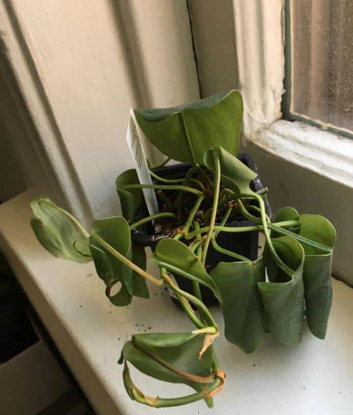 Philodendron plant drooping