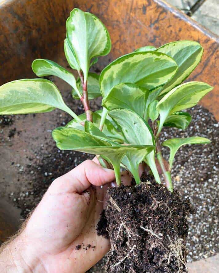 Repoting peperomia plant