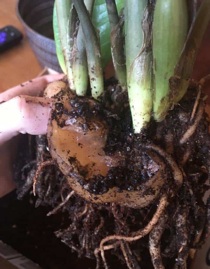 Rooting zz plant