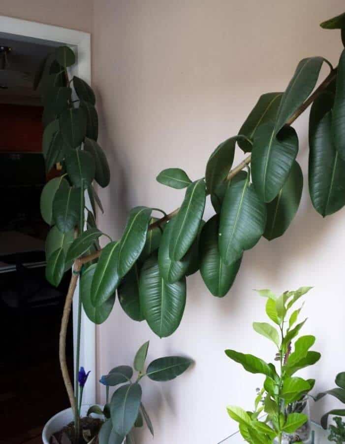 Rubber tree fixing