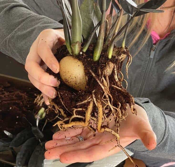 ZZ plant roots