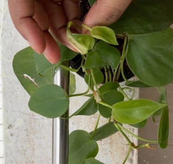 Philodendron Leaves Curling? This May Be the Reason - a Friendly Gardener