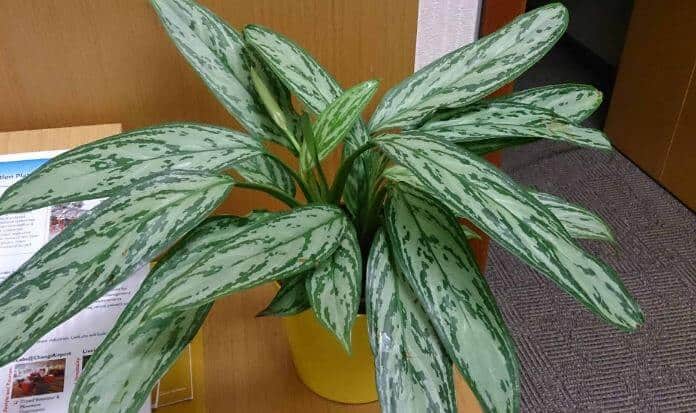 Chinese evergreen plant problems
