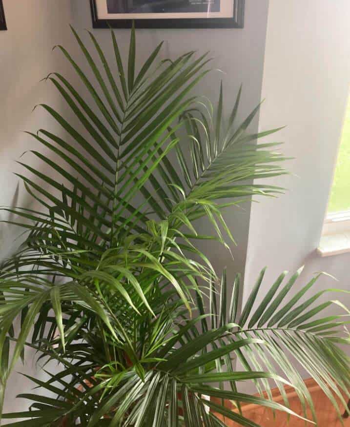 Curling leaves on parlor palm