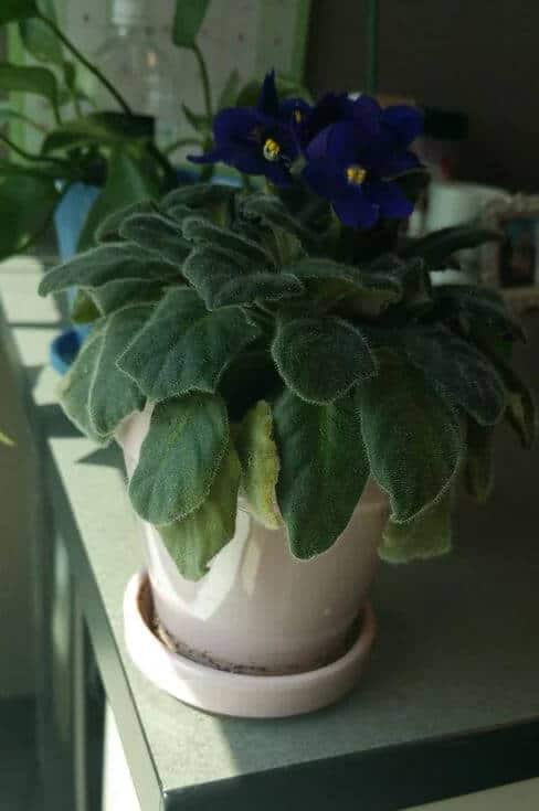 Drooping leaves on african violet