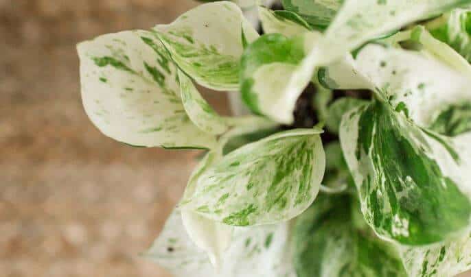 Harlequin pothos care and grow
