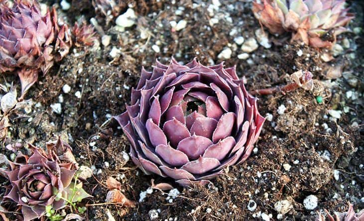 Hens and chicks plant dead leaves